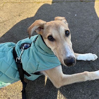 Walkies & Pet Sitting